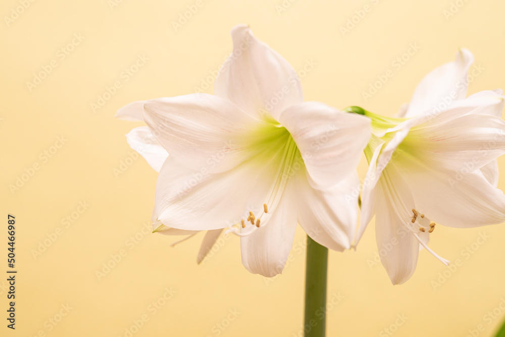 Weiße Amaryllis vor gelbem Hintergrund Weiße Amaryllis vor gelbem Hintergrund