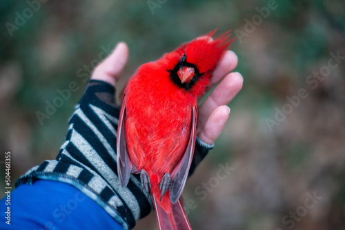 A Hand Holds a Dead Redbird photo