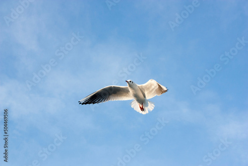seagull in flight © Andrii