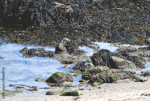 Common Grackle (Quiscalus quiscula) on a Rocky Beach in New London, Connecticut, United States photo