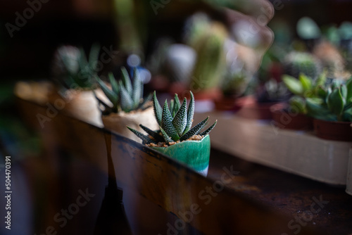 Detail of small plants and cactuses on table photo