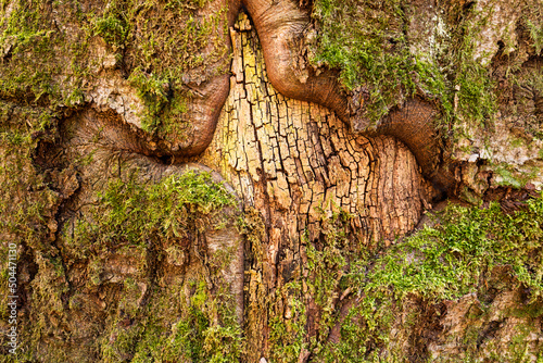 Cracked and partly moss-covered bark of an old, weathered tree, suitable as a background texture photo