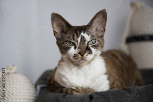 Cat lying on cushion at home photo