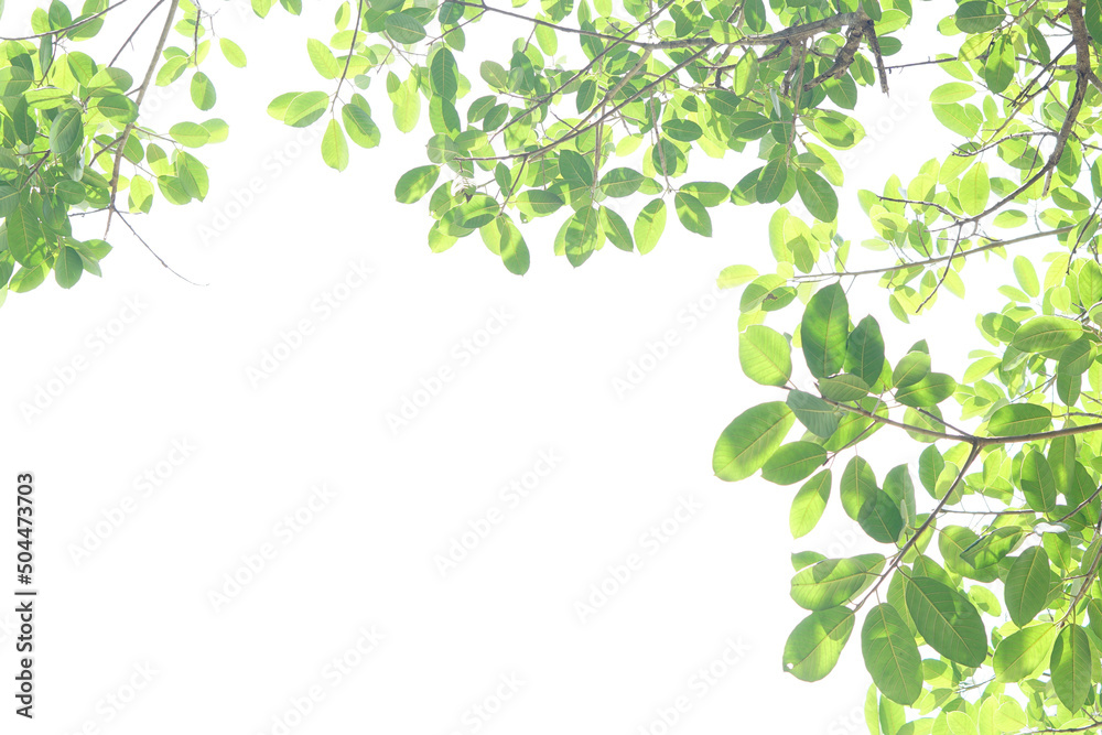World environment day.Green leaves on a white background