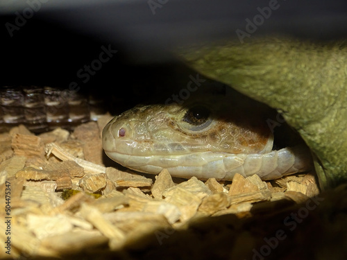 Head of a large lizard (Gerrhosaurus) in its den photo