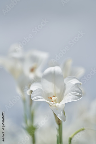 純白のテッポウユリ