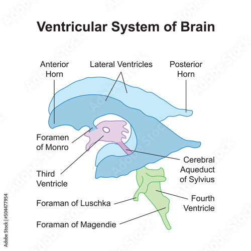 Scientific Designing of Ventricular System of Brain. Colorful Symbols. Vector Illustration. photo
