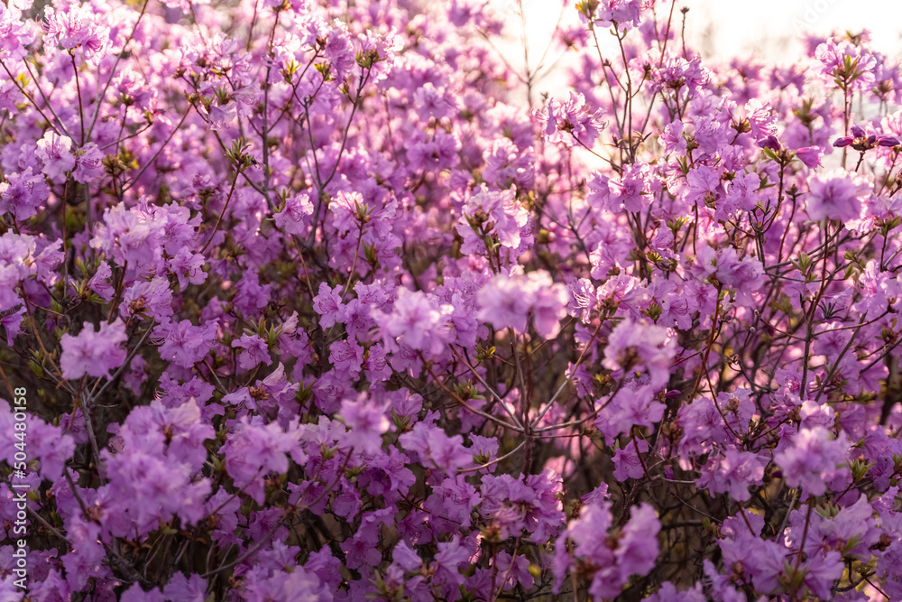 Close - up of flowers of Rhododendron dauricum. popular names rosemary, maral. Russia. Vladivostok
