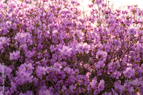 Close - up of flowers of Rhododendron dauricum. popular names rosemary, maral. Russia. Vladivostok