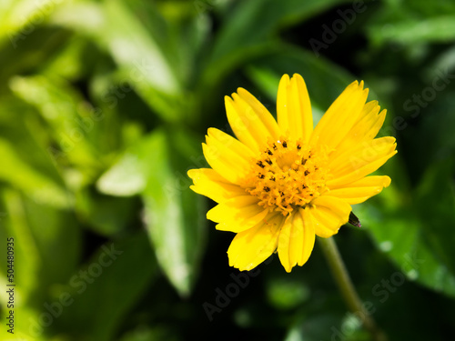Close up African yellow daisy guizotia abyssinica in a spring season at a botanical garden. photo