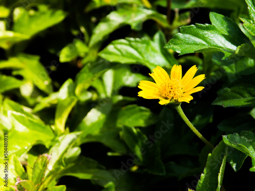 Close up African yellow daisy guizotia abyssinica in a spring season at a botanical garden. photo