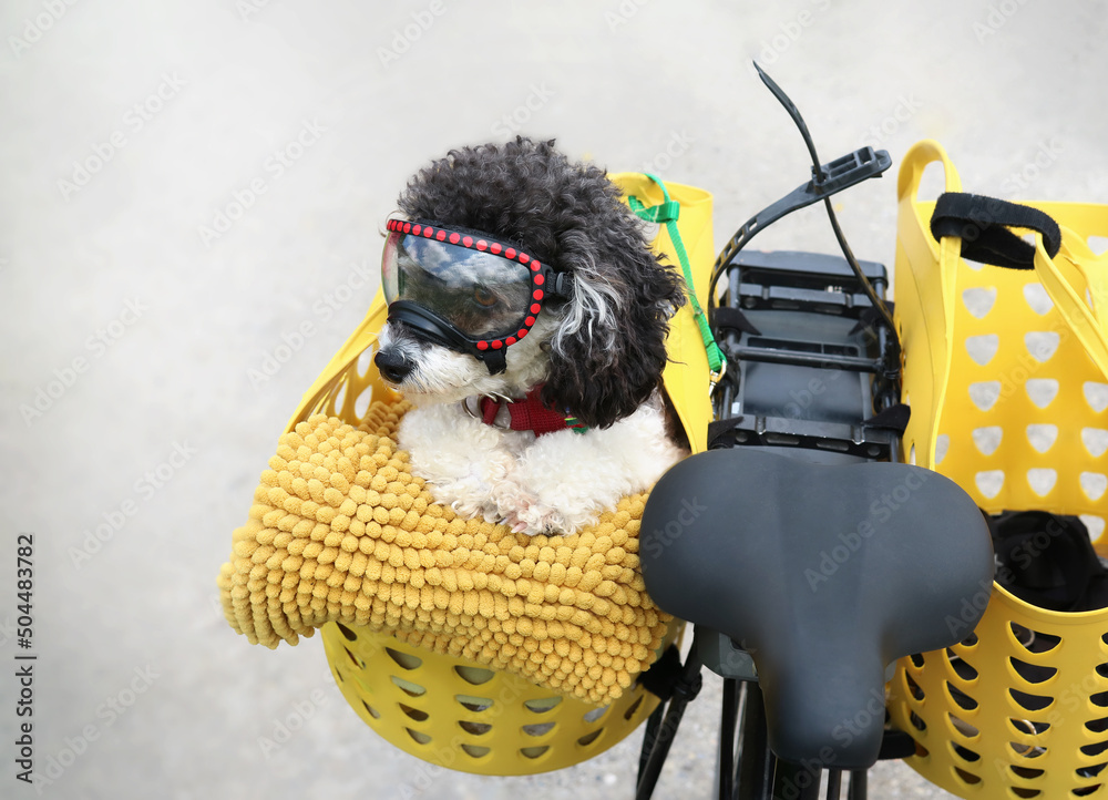 Dog on bike in bike basket with goggles. Cute black and white dog