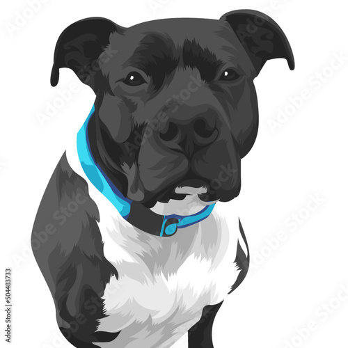 american staffordshire terrier