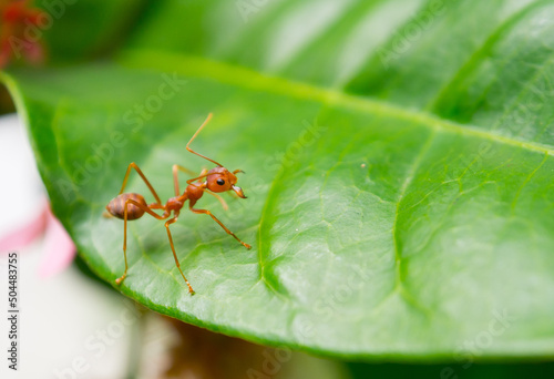One red ant macro photography on green leaf. © arliftatoz2205