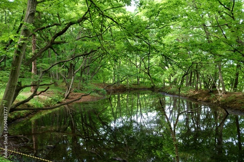 爽やかな新緑に癒されながら散策する　初夏の風景　みかもやま