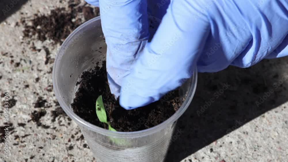 Repotting tomato seedlings, growing tomatoes from seed.