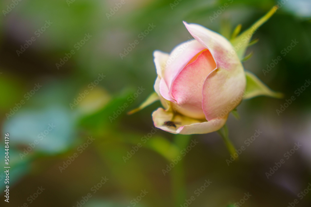お花好きに大人気のバラの花 お花好きに大人気のバラの花