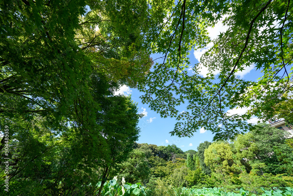 法金剛院の境内の風景 法金剛院の境内の風景