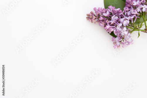 Lilac on white