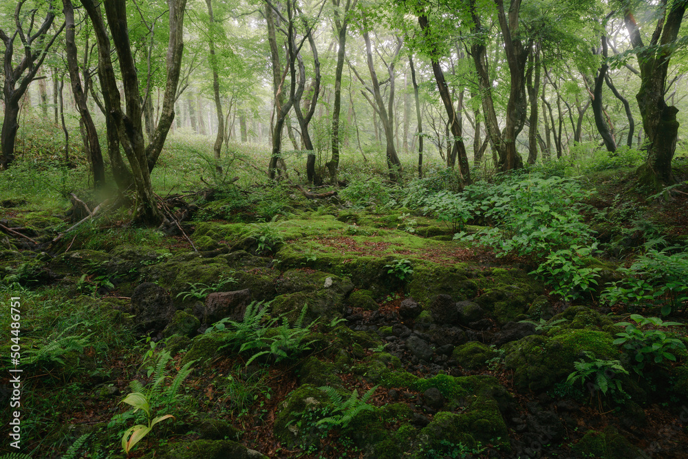 There are rocks and various plants where moss grows in the forest. There are rocks and various plants where moss grows in the forest.