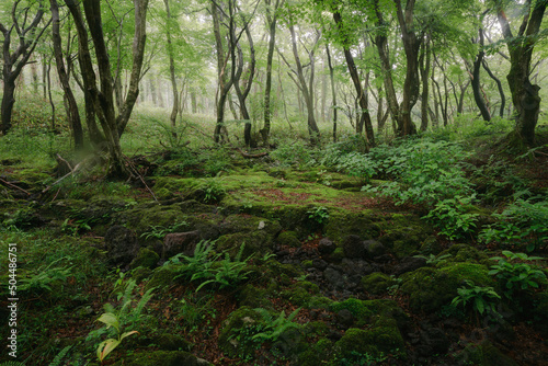 There are rocks and various plants where moss grows in the forest.