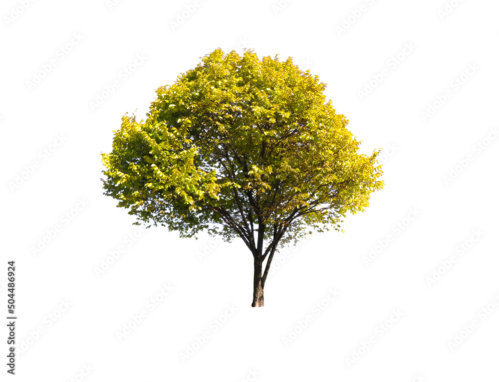 Beautiful shape of yellow tree isolated on white background. Beautiful shape of yellow tree isolated on white background.