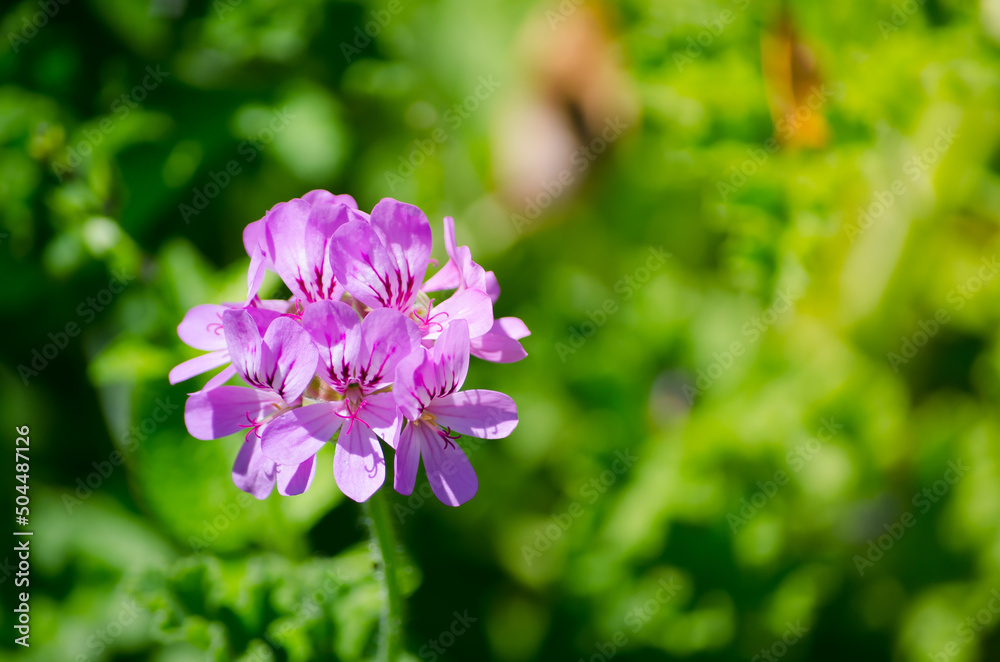 Beautiful purple petal flower in a spring season at a botanical garden. Beautiful purple petal flower in a spring season at a botanical garden.