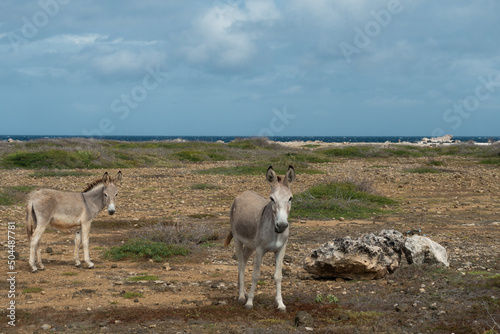 Two donkeys stare at the camera in a rocky field by the Caribbean Sea on the island of Bonaire