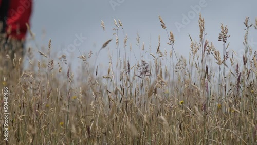 reeds at sunset