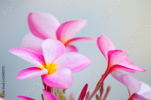 Lovely pink Plumeria flowers in close up at a botanical garden.