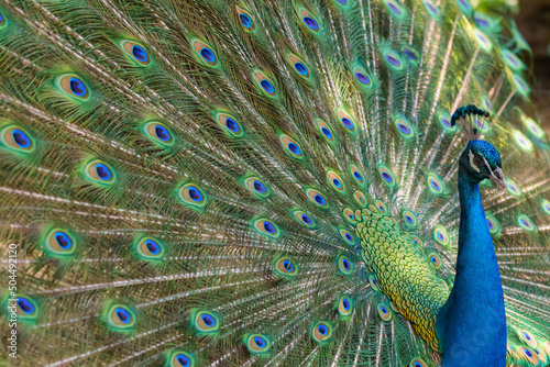 Male peacock with gorgeous feathers photo
