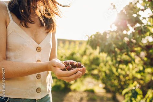 Woman harvesting cherries