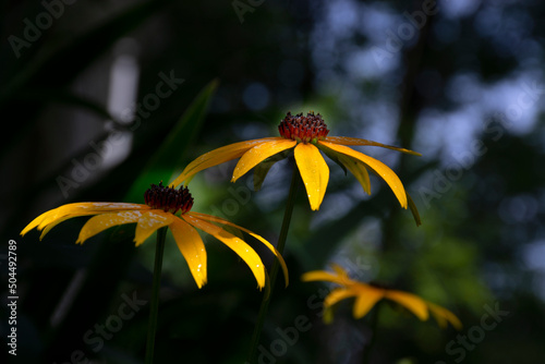 yellow rudbeckia or black eyed susan flowers in the garden