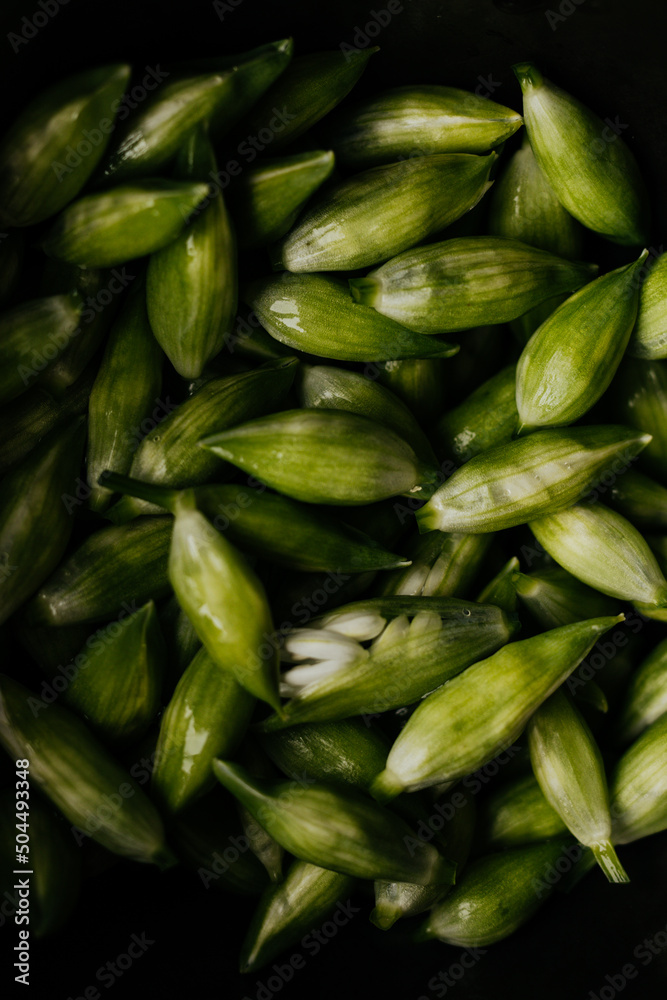 Picked wild garlic buds and flowers Picked wild garlic buds and flowers