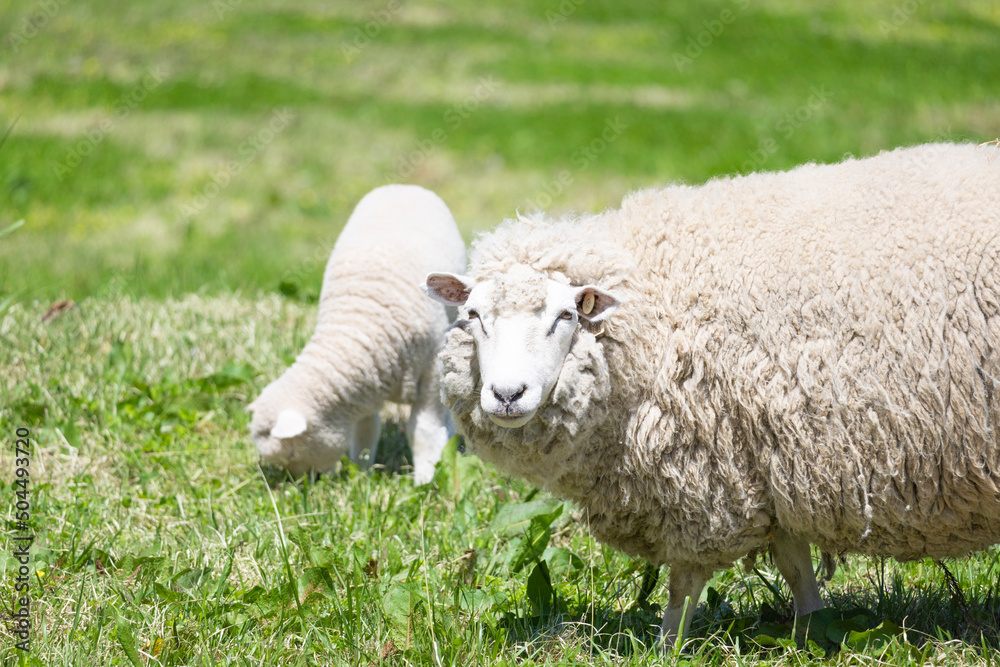 Obraz premium 草原の羊の親子