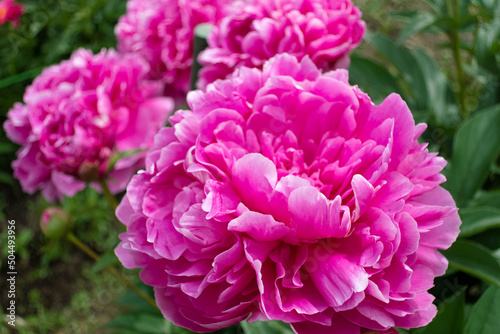 紫の芍薬の花 photo