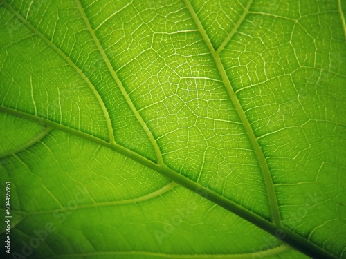 Leaf close up pattern texture