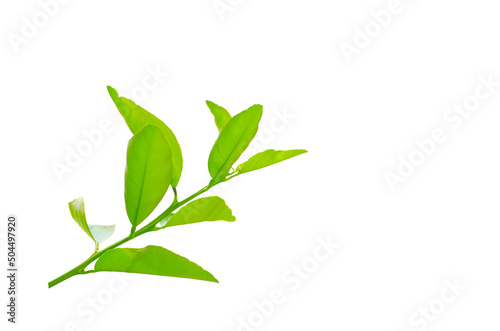 A branch of green lime leaves isolated on white background.