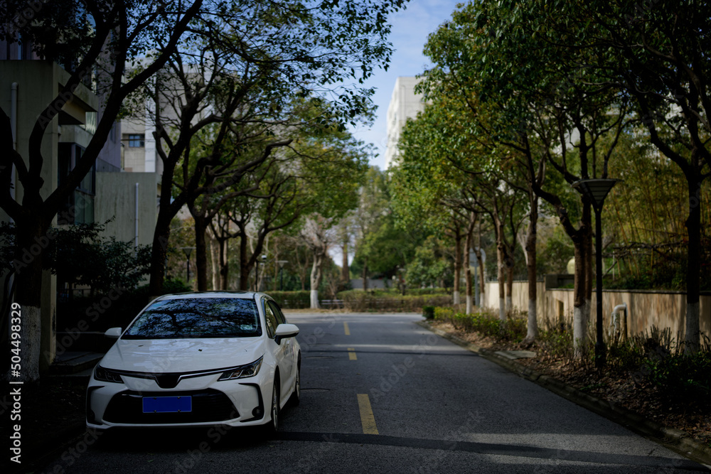 cars on the road with trees