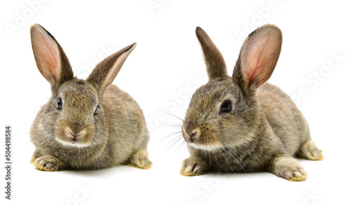 rabbit on a white background 