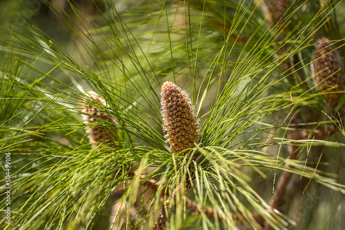Longleaf pine branches with young cones (Pinus palustris). Pine tree with long needles and cones. photo