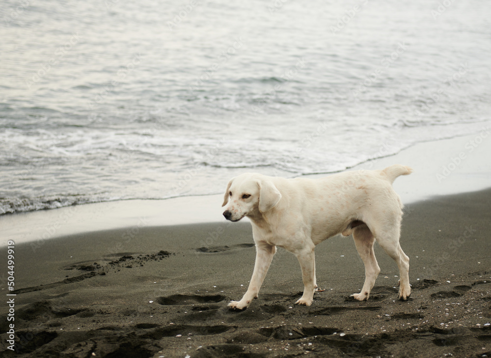 white dog walking on the beach by the sea