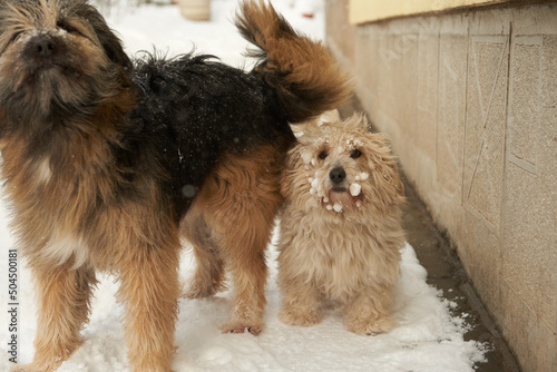Dogs in the snow photo