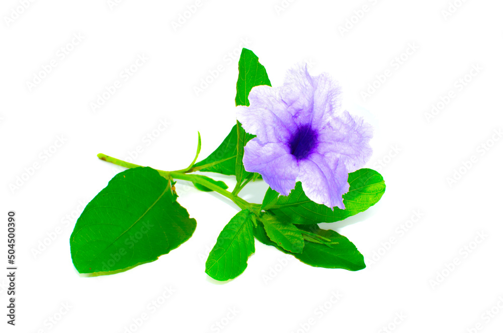 Beautiful purple petals flower of minnie root or Ruellia tuberosa with its green leaves isolated on white background.