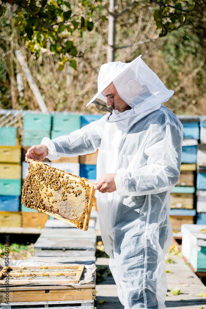 The beekeeper works in the apiary The beekeeper works in the apiary
