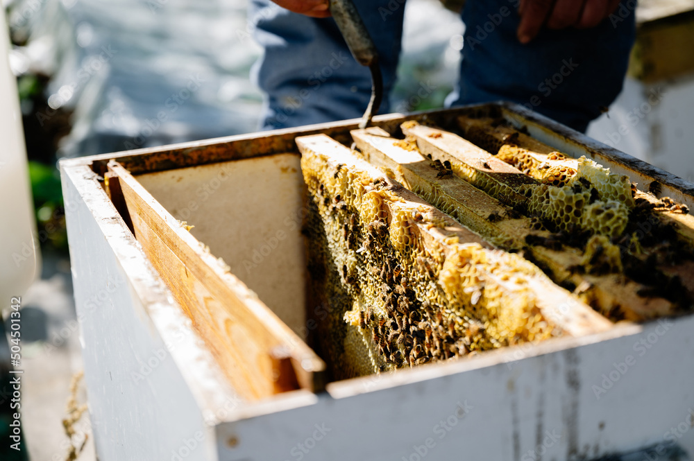 The beekeeper works in the apiary The beekeeper works in the apiary