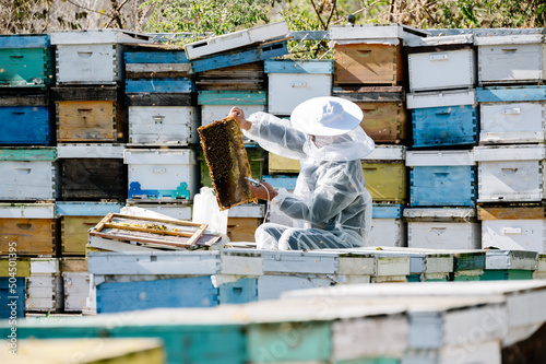 The beekeeper works in the apiary