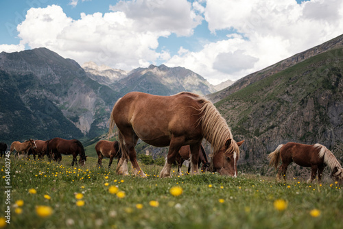 horses grazing grass in countryside