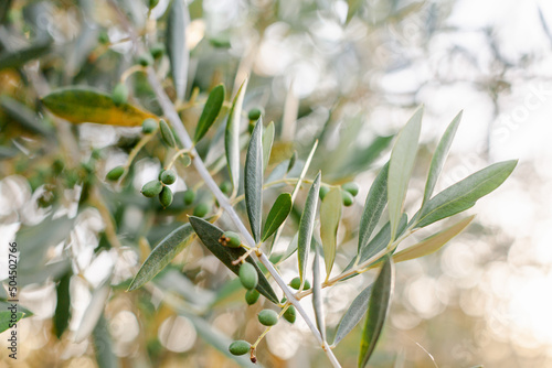 Close up of green olives photo