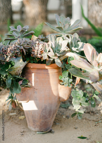 Trailing, potted succulents